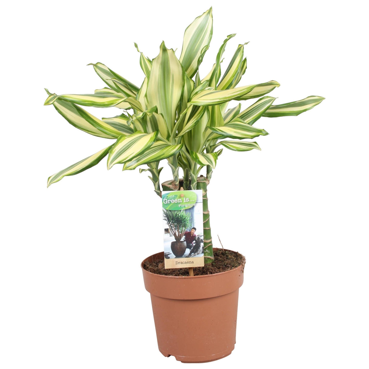 Livraison plante Dracaena 'Diamonddream Carroussel'