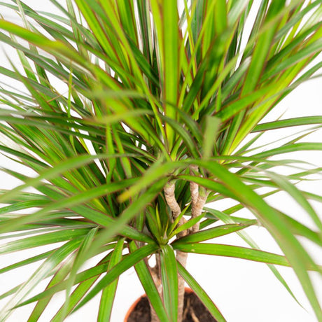 Livraison plante Dracaena duo de plantes h120cm