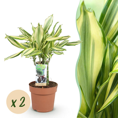 Livraison plante Dracaena fragrans Diamond Dream – Lot de 2 – Hauteur 50 - 55cm