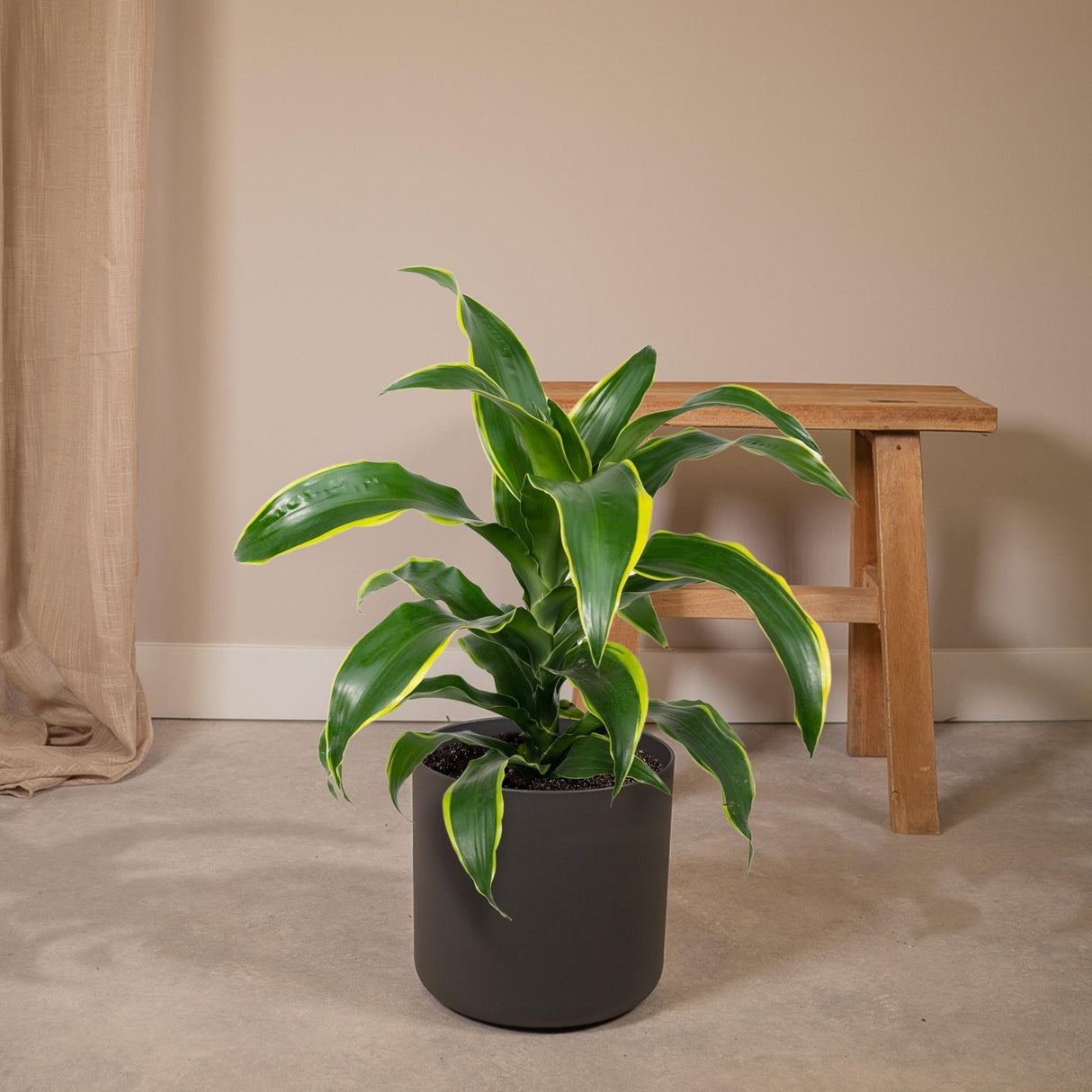 Livraison plante Dracaena 'Fragrans Groen Geel'