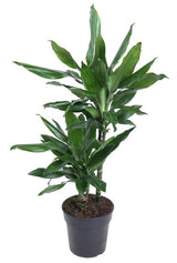 Livraison plante Dracaena 'Janet Lind'