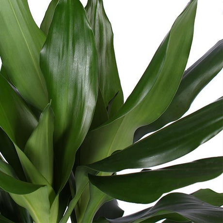 Livraison plante Dracaena Janet Lind et son pot