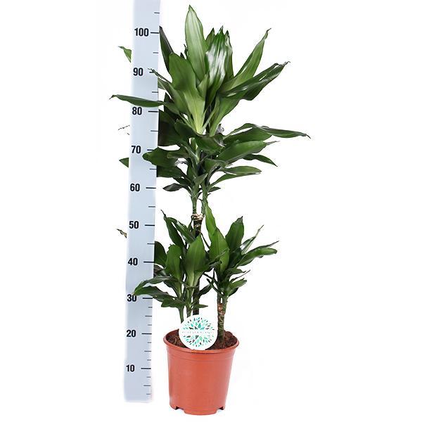 Livraison plante Dracaena Janet Lind et son pot