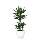 Livraison plante Dracaena Janet Lind et son pot