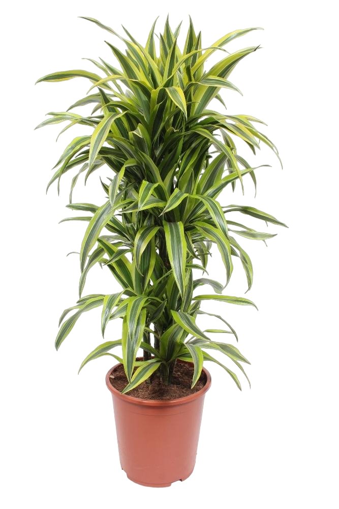 Livraison plante Dracaena 'Lemon Lime'