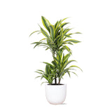 Livraison plante Dracaena Lemon Lime et son pot