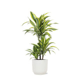 Livraison plante Dracaena Lemon Lime et son pot