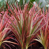 Livraison plante Dracaena Magenta – Lot de 1