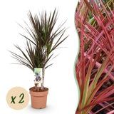 Livraison plante Dracaena Magenta – Lot de 2 – Pot 17 cm – Hauteur 70 - 80 cm