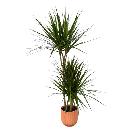 Livraison plante Dracaena Marginata - ↨120cm - Ø21cm inclusief elho Vibes Fold Round roze D22xH20