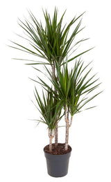 Livraison plante Dracaena Marginata