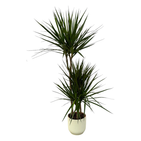 Livraison plante Dracaena Marginata