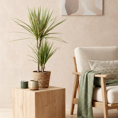 Livraison plante Dracaena Marginata Bicolor et panier H75 cm