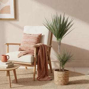 Livraison plante Dracaena Marginata Bicolor – Pot 21 cm – H90 - 100 cm