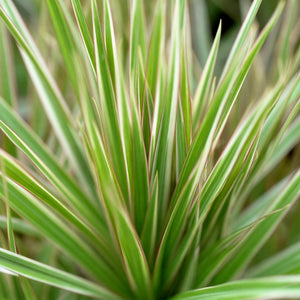 Livraison plante Dracaena Marginata Bicolor – Pot 21 cm – H90 - 100 cm