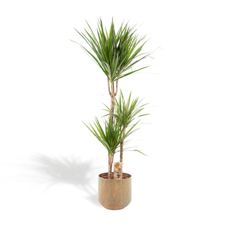 Livraison plante Dracaena Marginata et son pot