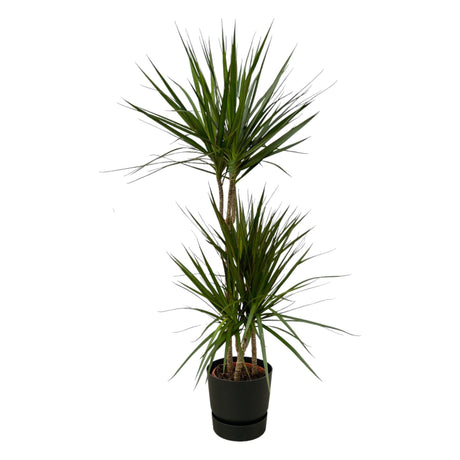 Livraison plante Dracaena Marginata et son pot