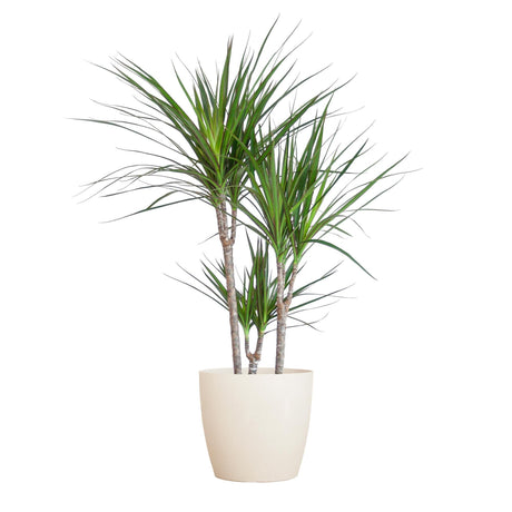 Livraison plante Dracaena Marginata et son pot