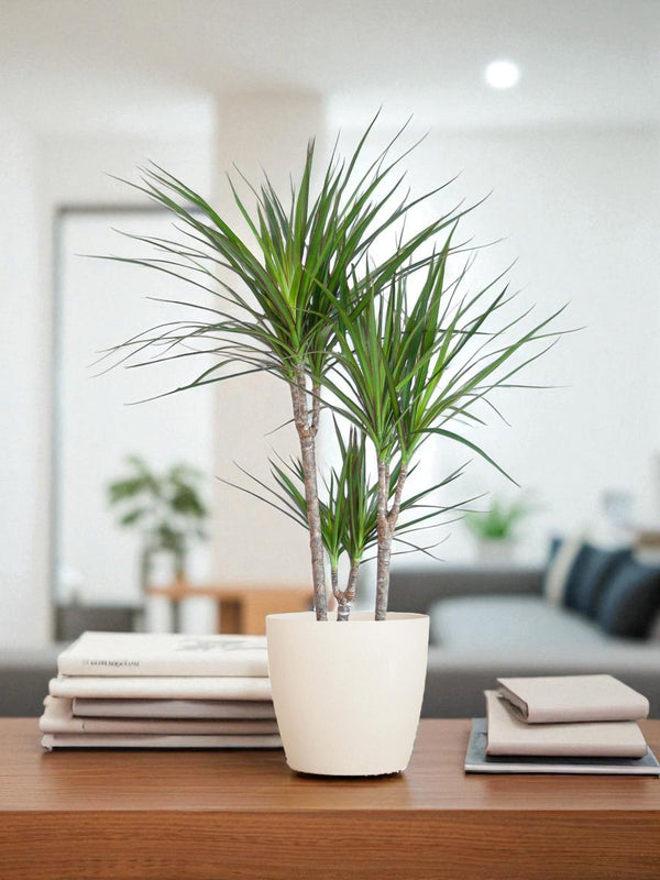 Livraison plante Dracaena Marginata et son pot
