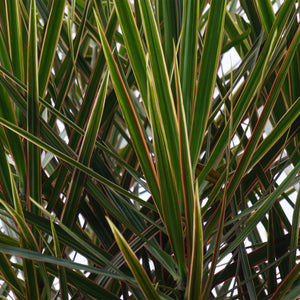Livraison plante Dracaena Marginata – Lot de 2 – Pot 17 cm – Hauteur 70 - 80 cm