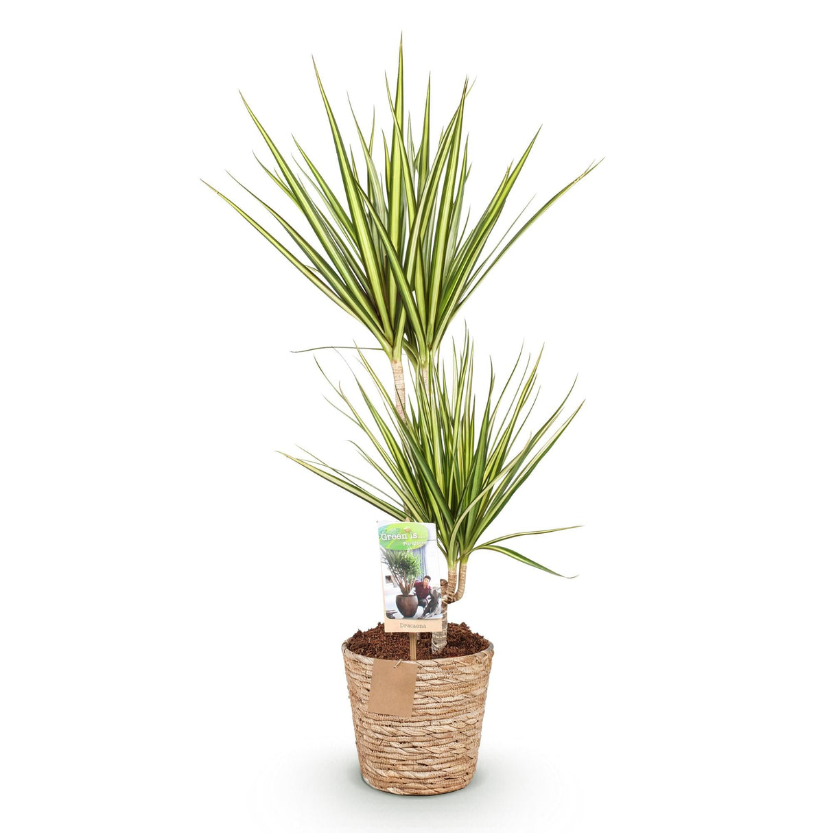 Livraison plante Dracaena Sunray et panier H75 cm