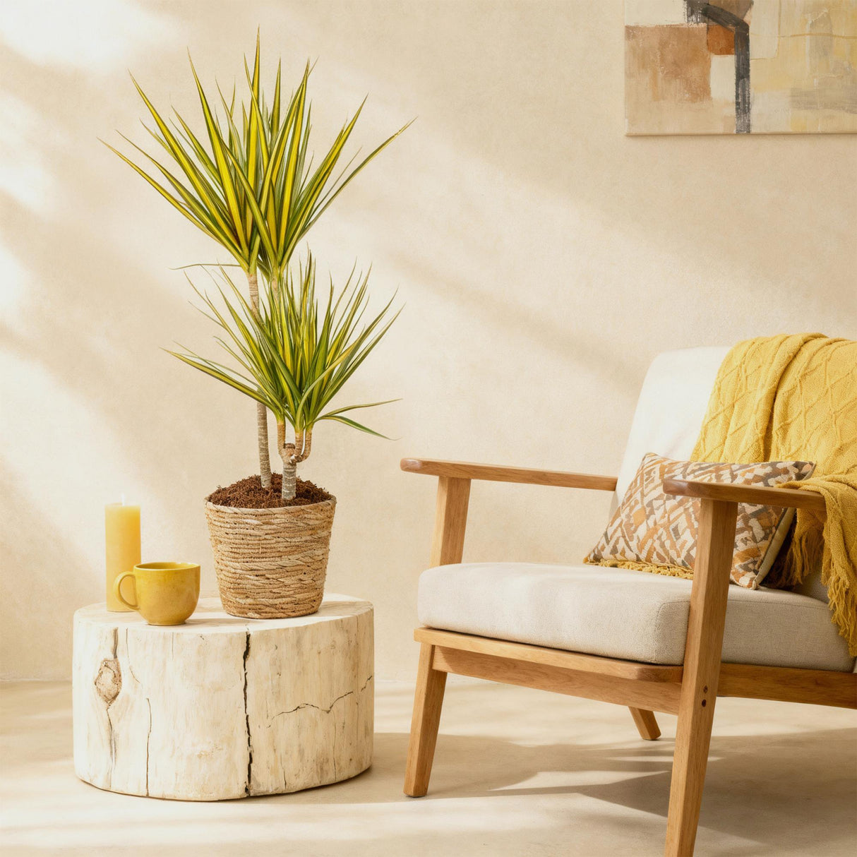 Livraison plante Dracaena Sunray et panier H95cm