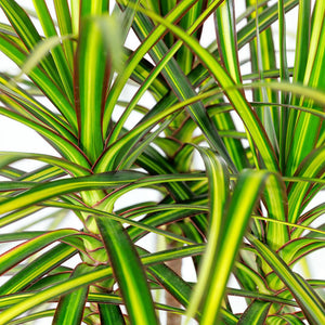 Livraison plante Dracaena Sunray et panier H95cm