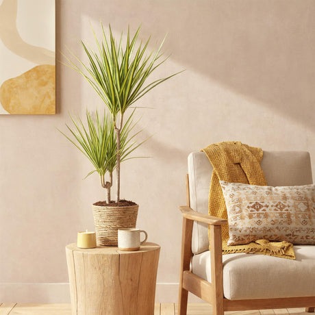 Livraison plante Dracaena Sunray – Lot de 2 – Pot 17 cm – Hauteur 70 - 75 cm