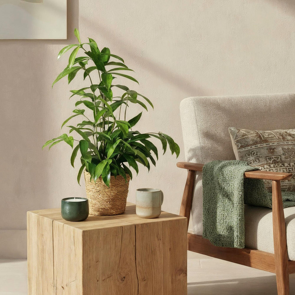 Livraison plante Dracaena surculosa et panier H65 cm
