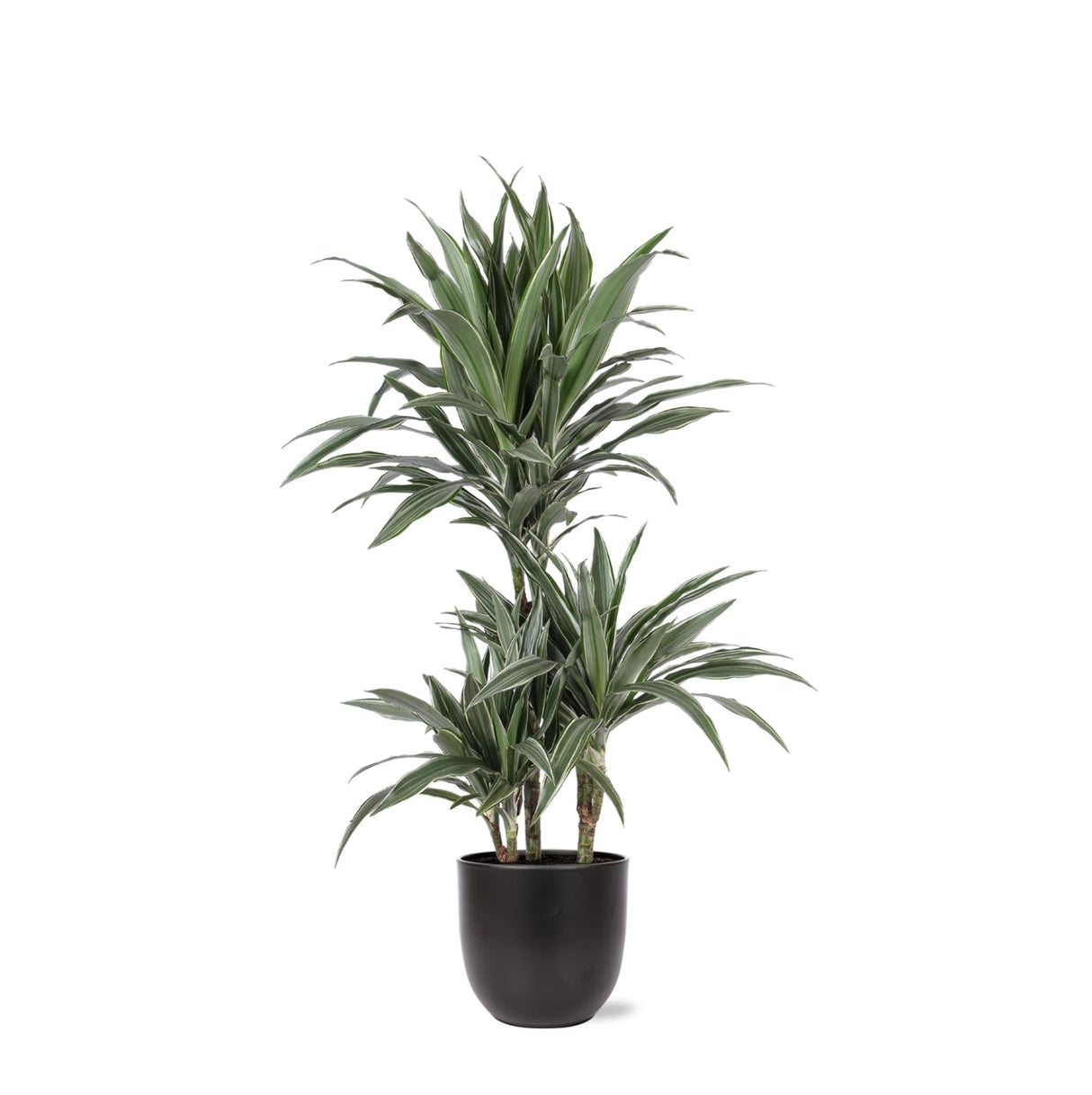 Livraison plante Dracaena Warneckii et son pot