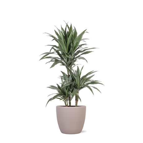 Livraison plante Dracaena Warneckii et son pot