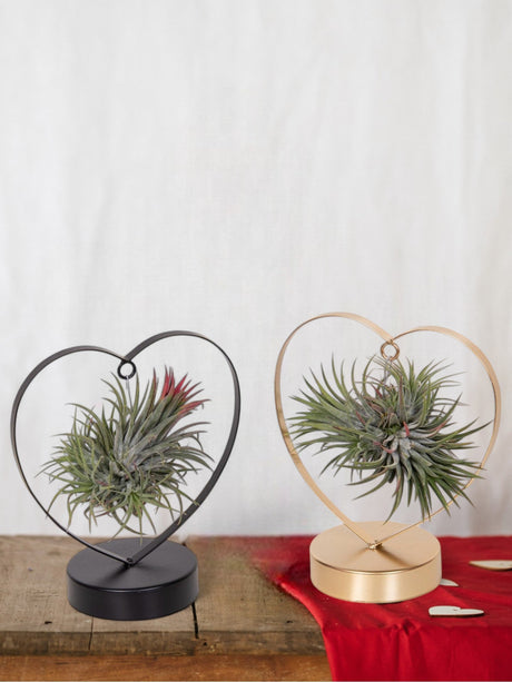 Livraison plante Duo de Tillandsia Love Edition