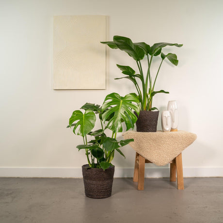 Livraison plante Duo Strelitzia Nicolai et Monstera