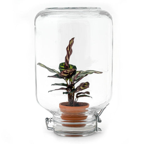 Livraison plante Easyplant - Baby plante sous verre