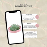 Livraison plante Echeveria Pulidonis Sans Racines en Coupelle Rose