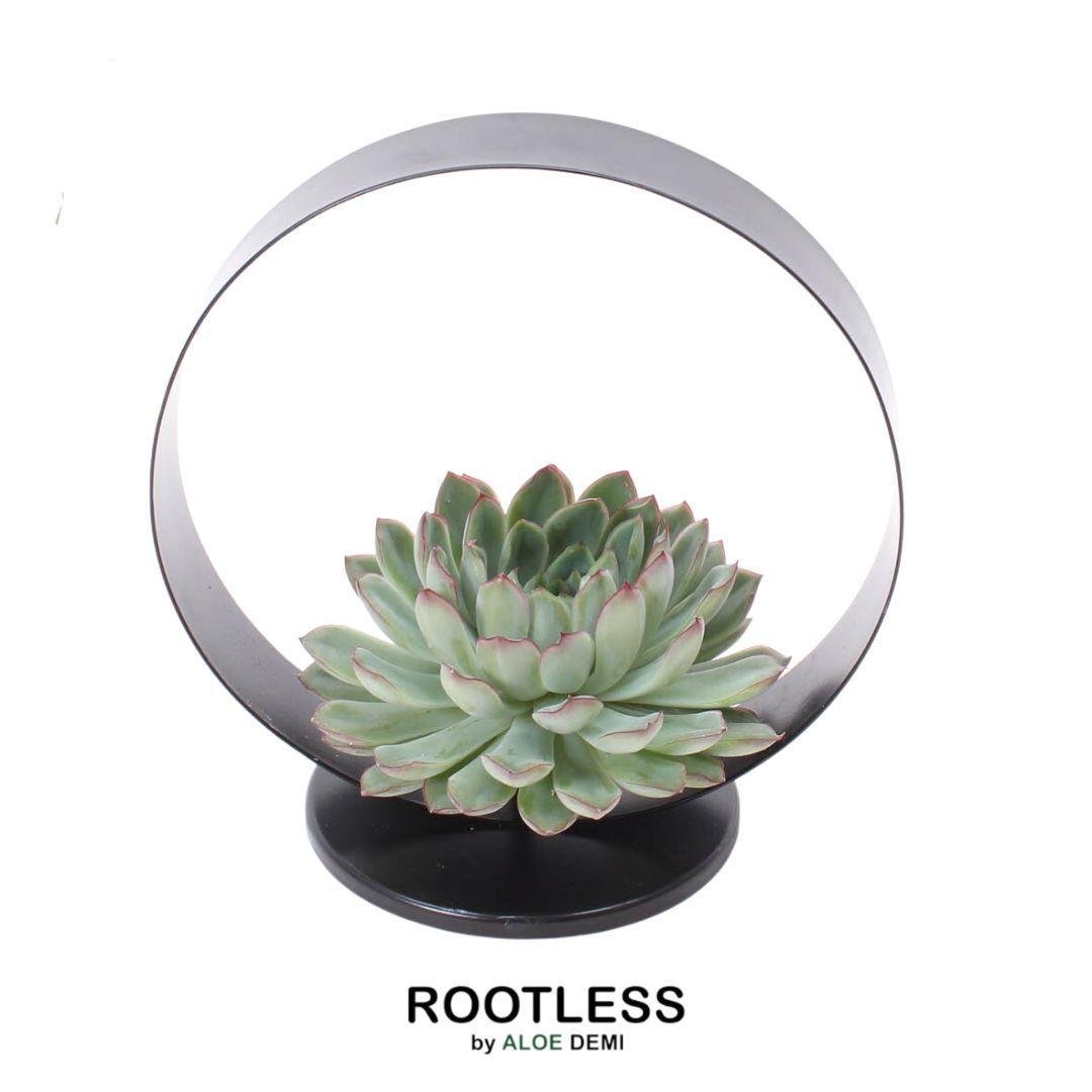 Livraison plante Echeveria Pulidonis sans racines sur support métal Ø20 cm - Hauteur 20 cm