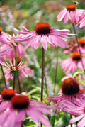 Purple Coneflower (Echinacea purpurea) 'Magnus'