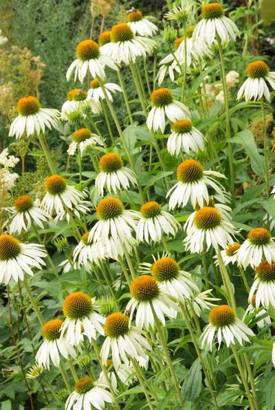 Coneflower (Echinacea purpurea) 'White Swan'