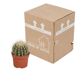 Livraison plante Echinocactus Grusonii - cactus d'intérieur