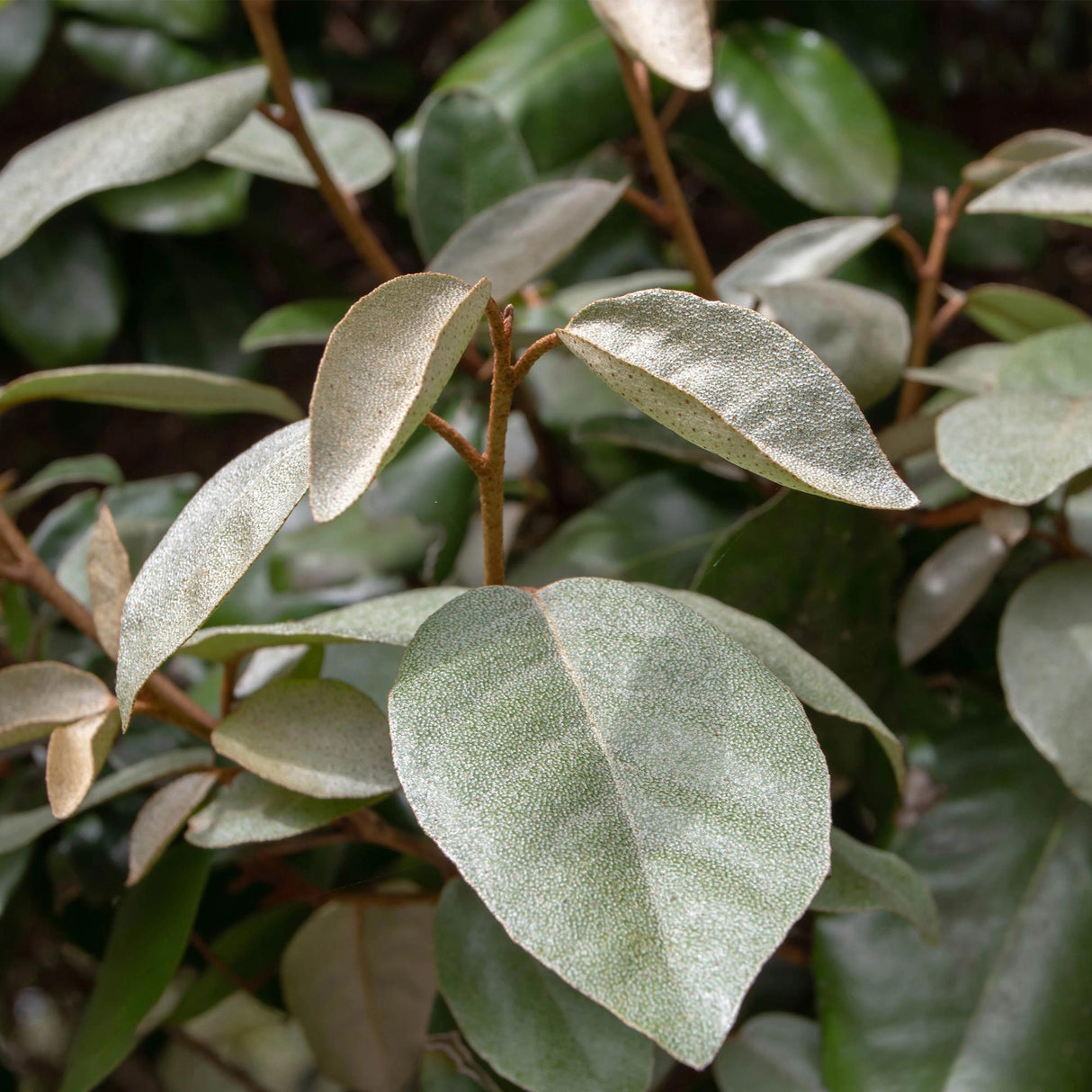 Livraison plante Elaeagnus ebbingei Compacta – Lot de 8 – Pot 9 cm