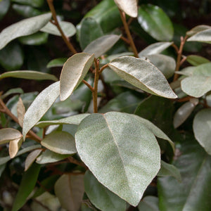 Livraison plante Elaeagnus ebbingei Compacta – Lot de 8 – Pot 9 cm