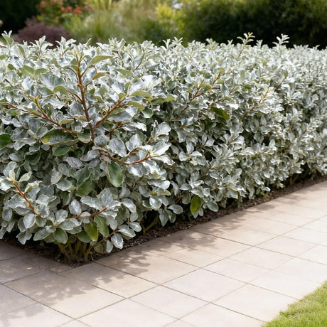 Livraison plante Elaeagnus ebbingei Compacta – Lot de 8 – Pot 9 cm