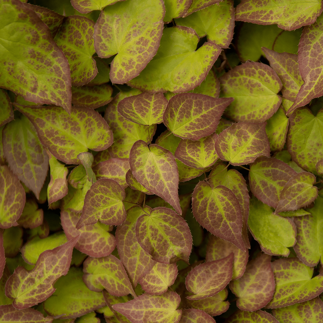Livraison plante Epimedium