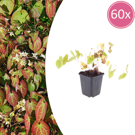 Livraison plante Epimedium niveum