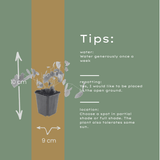 Livraison plante Epimedium niveum
