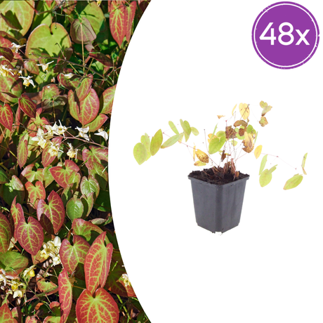Livraison plante Epimedium niveum