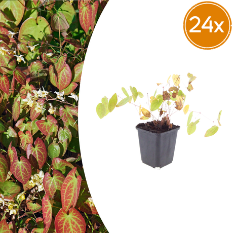 Livraison plante Epimedium niveum
