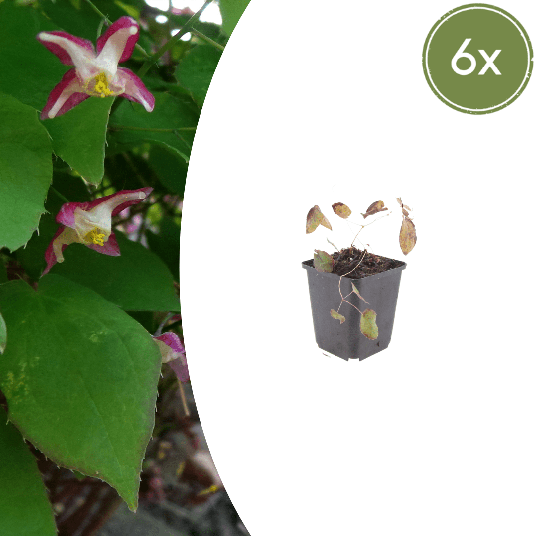 Livraison plante Epimedium rubrum