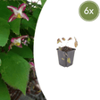 Livraison plante Epimedium rubrum