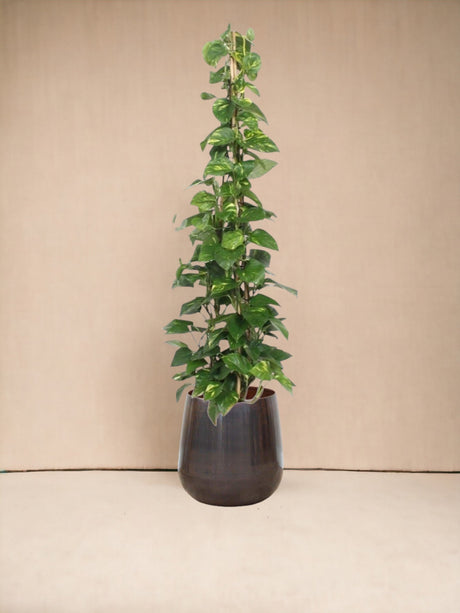 Livraison plante Epipremnum Aureum pothos